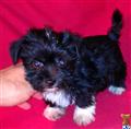 Maltipoo